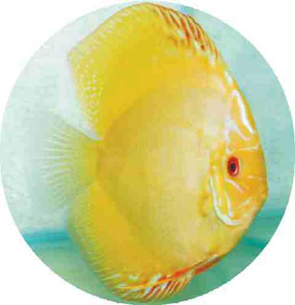 Golden Sunrise Discus Fish - 2.5 inch Golden Sunrise Discus Fish - 2.5 inch